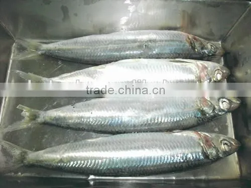 Sardine Multiple Layer Continuous Type Mesh Belt Dryer photo-6