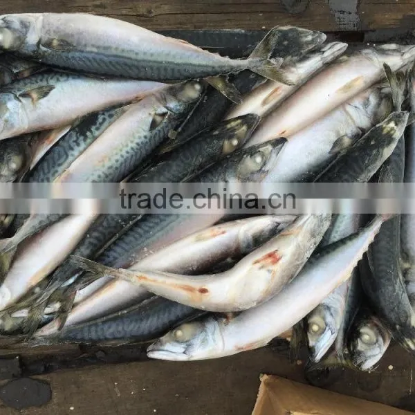 SeaFrozen Pacific Mackerel 2016 NEW SCOMBER JAPONICUS 200-300g photo-5