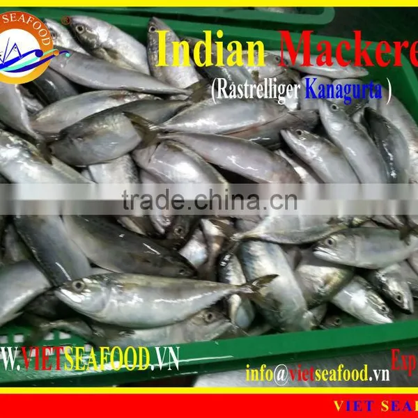 FROZEN W/R INDIAN MACKEREL photo-5
