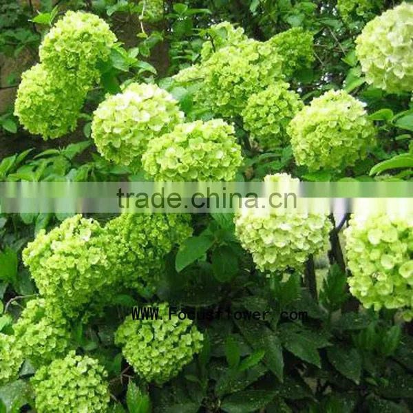 High Quality Valentine Festive Dubai Fresh Flower Importers Names of Flowers Used for Decoration Artificial Hydrangea photo-6