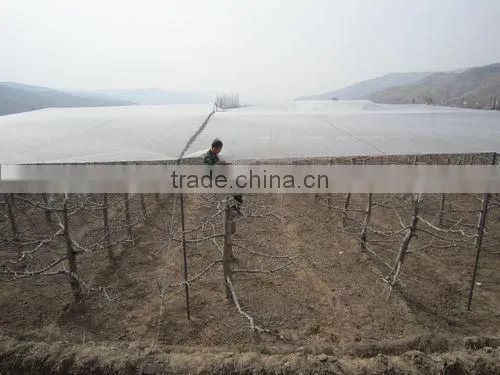 PE Cover Material Anti-hail Net/China Cheap Plastic Hail Guarding Mesh/Large Size Anti Acid and Alkali HDPE Netting For Fruits photo-4