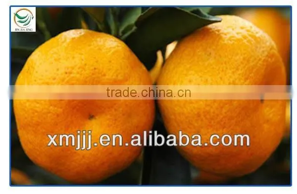 Mini Size Baby Juicy Orange photo-4