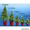 Sell Pine Tree