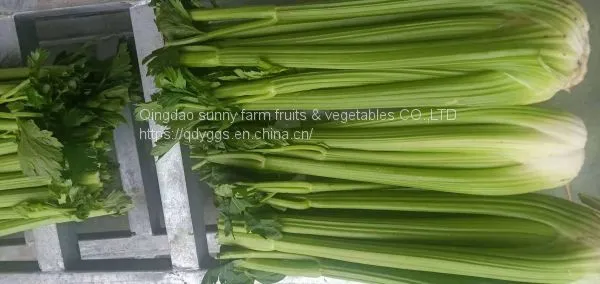 Fresh Celery photo-3