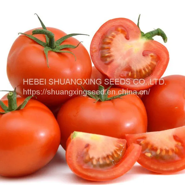 High Germination Hybrid High Yield Red Tomato Seeds photo-2