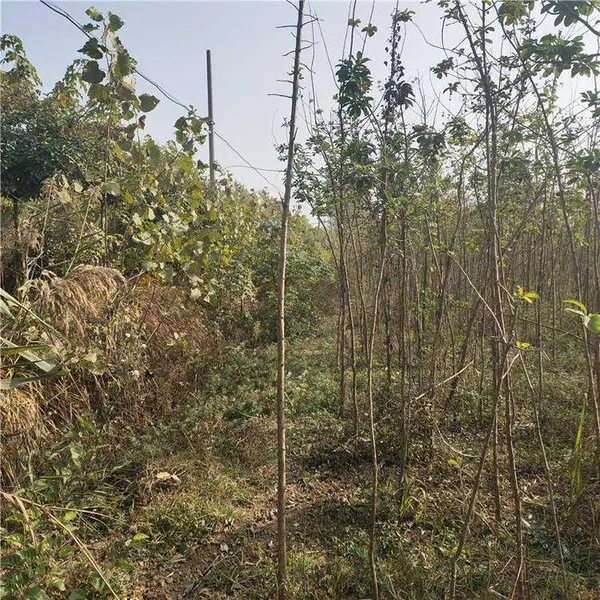 Quotation List of Chionanthus Retusus Base. Prices of Chionanthus Retusus Seedlings. Wholesale From Manufacturers photo-5
