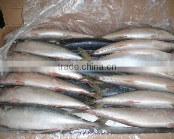 Frozen Mackerel for Bait photo-2