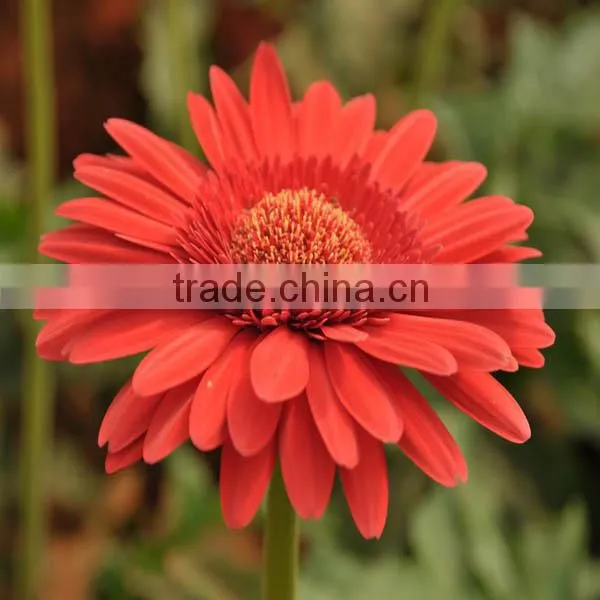 Chrysanthemum Preserved Fresh Cut Flowers For Wholesale photo-2