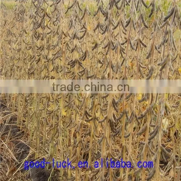 Chinese Soya Beans ,non-GMO,good Quality,cheap Price Quality Choice photo-5