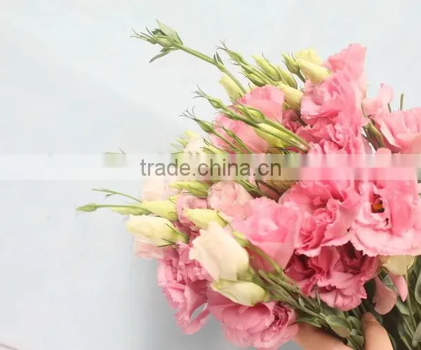 Fresh Newest Flower for Girlfriend photo-3