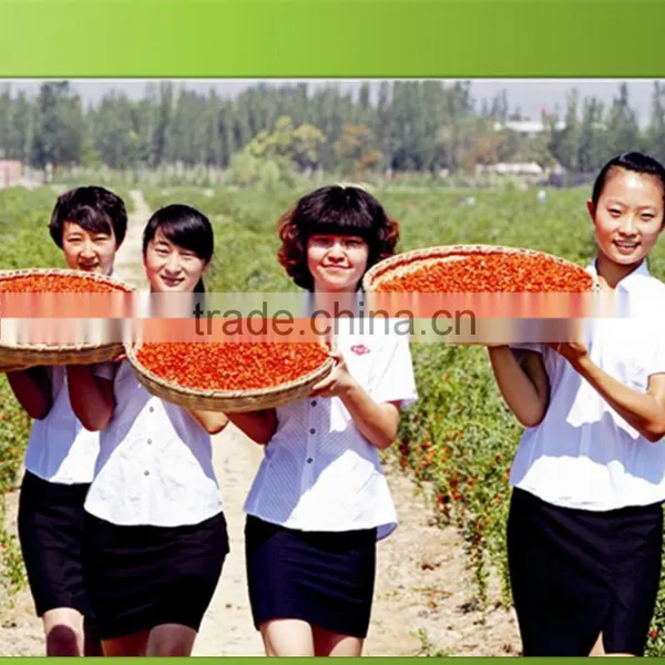 Certified Ningxia Goji photo-2