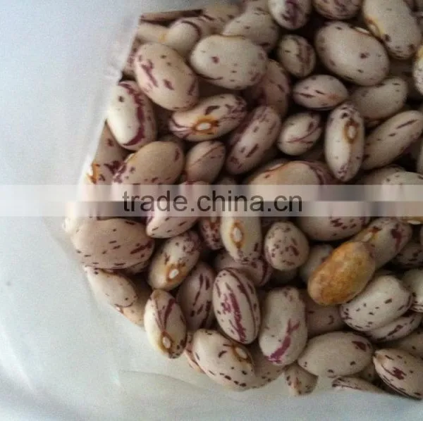Kidney Bean photo-3