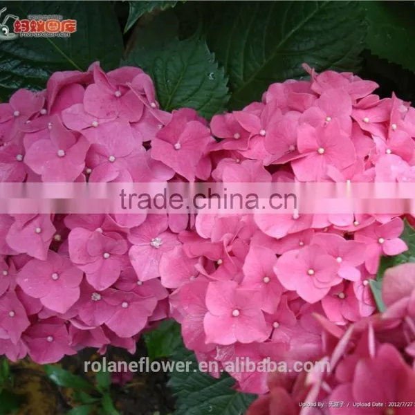 Factory Direct Sale Plasma Cutting Flower Fresh Cut Hydrangea From Yunnan photo-5