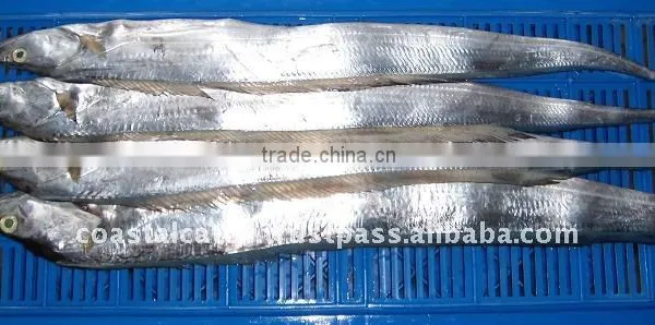 FROZEN RIBBON FISH WHOLE & HGT