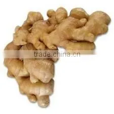 Essential Ginger Oil