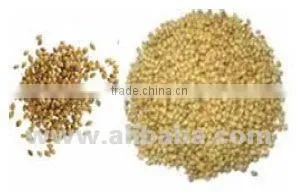 Coriander