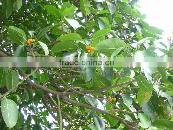 Ficus Altissima