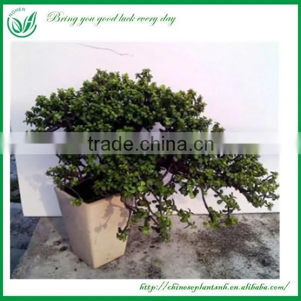 Natural Plants Bonsai Nursery photo-4