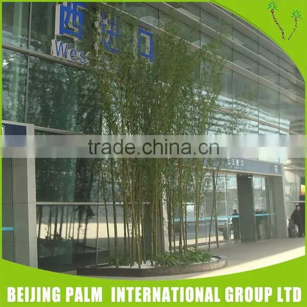 China Supplier Leaves Artificial Tree photo-4