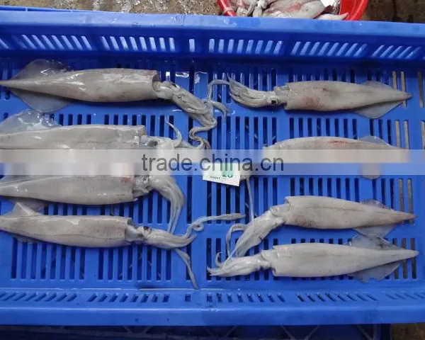 Squid Needle photo-2