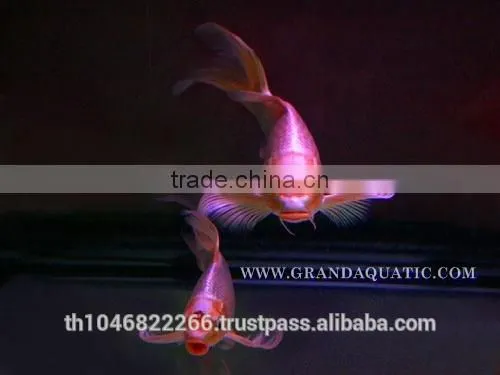 Butterfly Koi Fish For Sale / Aquarium Fish Export photo-6