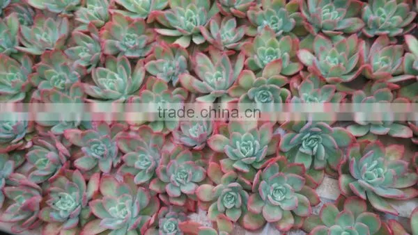 Echeveria Ivy Decorative Plants Echeveria, Succulent Plants, Tropical Plants photo-2