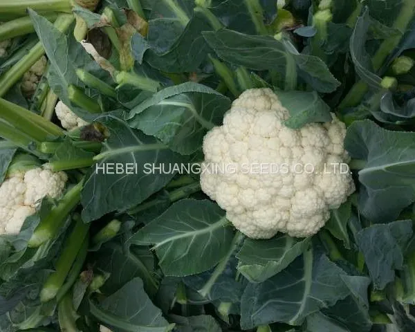 Tight Snow White Cauliflower Seeds Broccoli Seeds for Sale photo-2