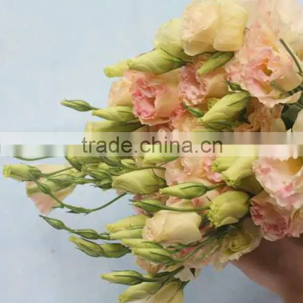 Best Quality Useful Natural Flower Eustoma photo-3