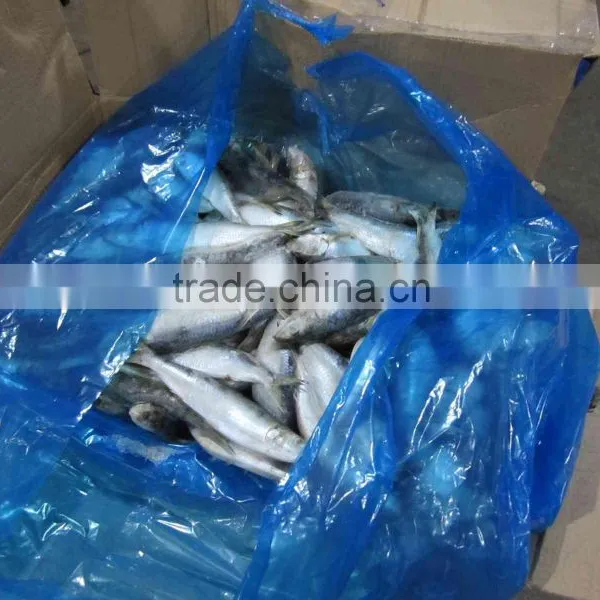 Frozen Sardine Fish Sardinella Longiceps From FAO61 photo-5