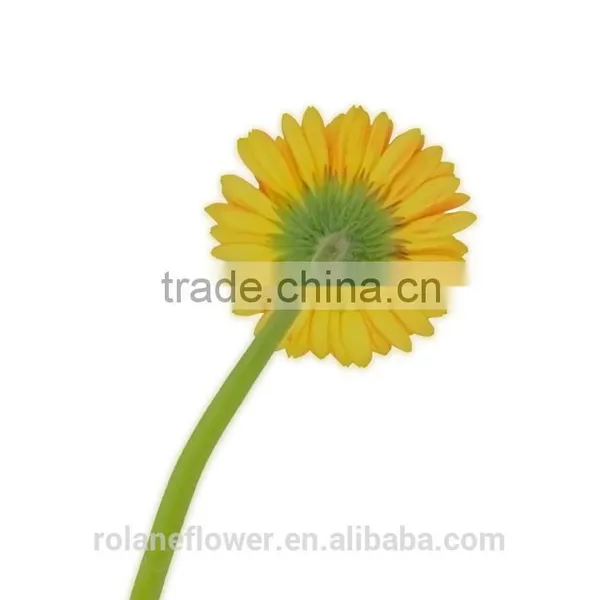 Kunming Flower Export Wooden Vase Flower Pots With 20stems/bundle From Yunnan, China photo-4