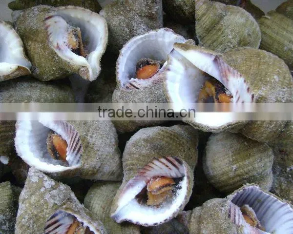 FROZEN WHELK WHOLE