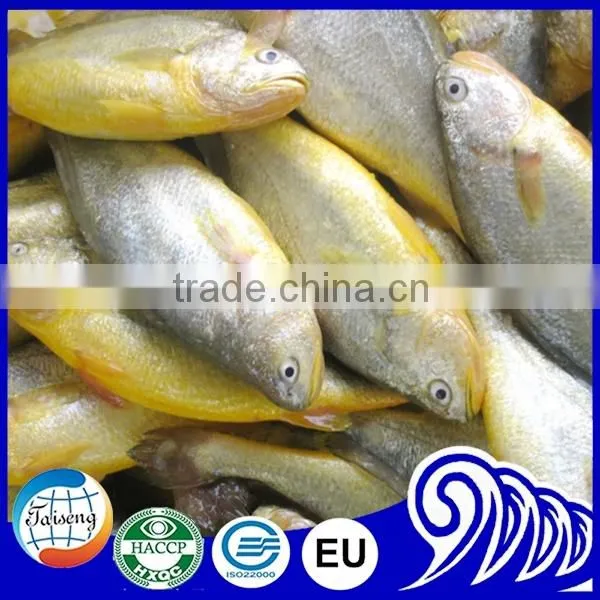 Frozen Seafood Frozen Yellow Croaker, Yellow Croaker Fish Price photo-3
