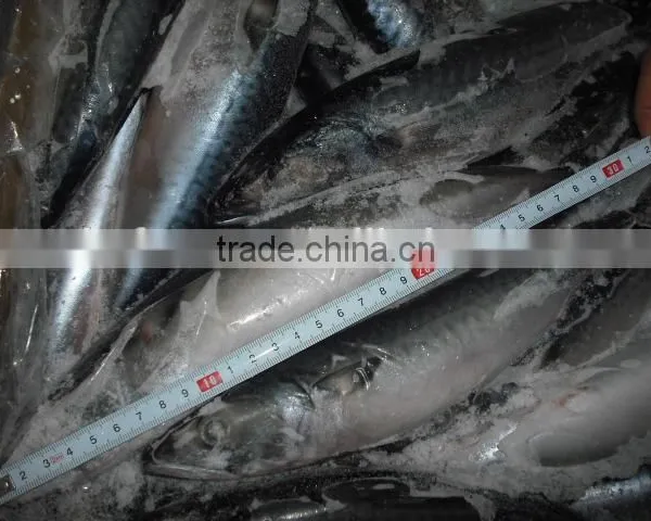 Frozen JAPAN Mackerel Whole Round photo-3