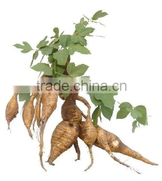 Nutrition Radix Puerariae Lobata Powder,kudzuvine Root Powder photo-2