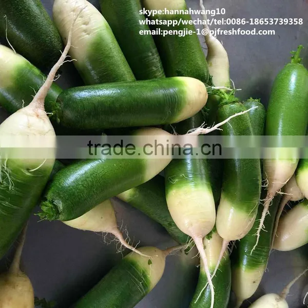 2016 White Green Fresh Radish photo-5