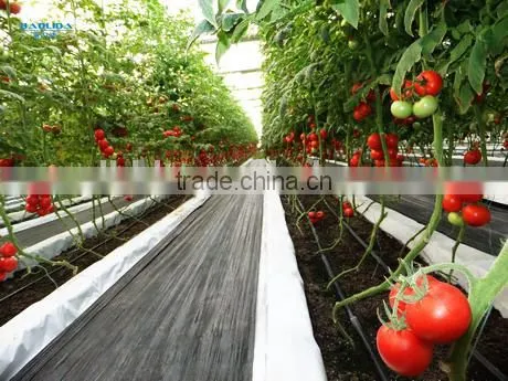 Victorian Greenhouse For Agricultural Vegetable Planting photo-6