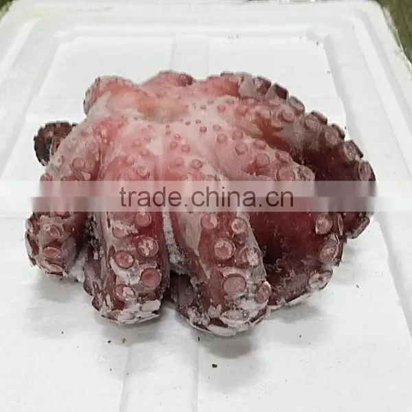 Frozen Octopus photo-2