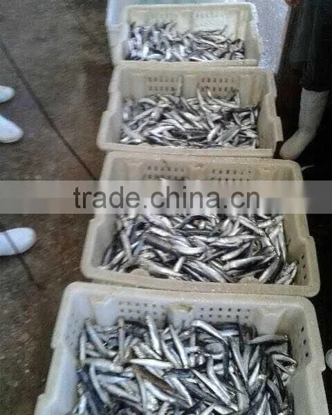 Hot Sales Landing Frozen Anchovy photo-2
