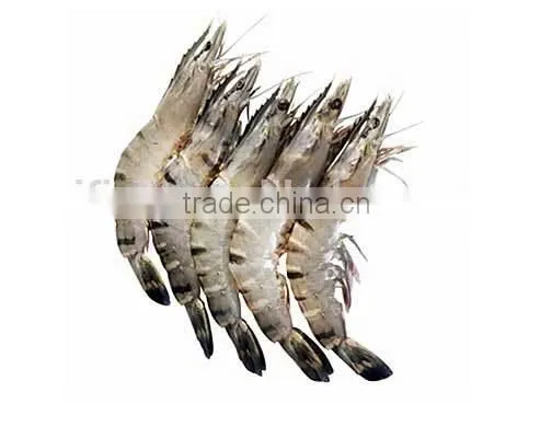 Black Tiger Prawn photo-3