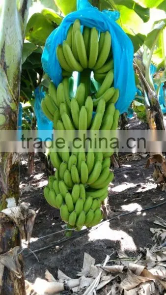 FRESH BANANA photo-3