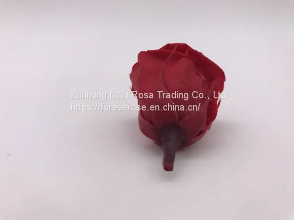 High Quality Timeless Preserved Flower to Make Gorgeous Flower Gifts photo-5