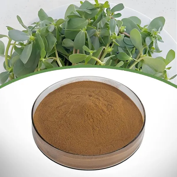 Portulaca Oleracea Extract