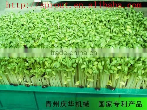Automatic Sprout Machine/black Soya photo-3