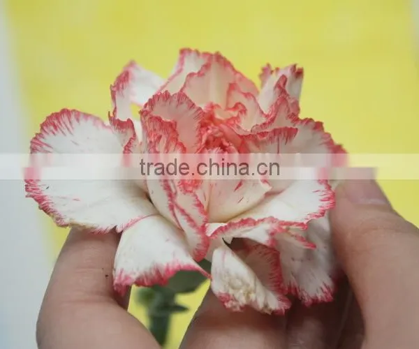 Elegant in Smell Top Sell Wedding Decorating Flower Carnation photo-2