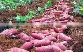 Vietnam Sweet Potato With Best Price and Good Quality photo-4