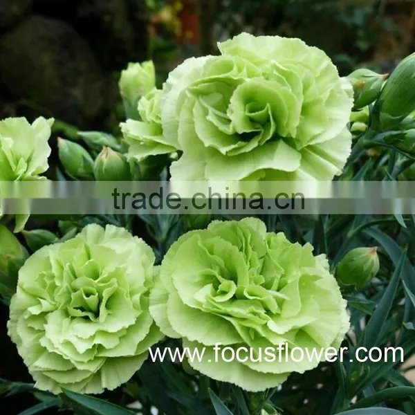 2016 Hot Sale Carnation Cut Flowers Price Without Middleman Green Mini Carnation Flowers photo-2