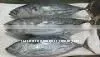 FROZEN SKIPJACK TUNA WHOLE
