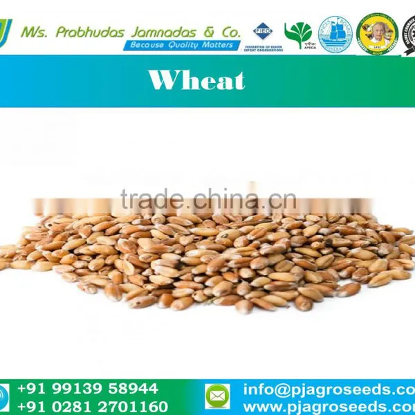 Soft Milling Wheat