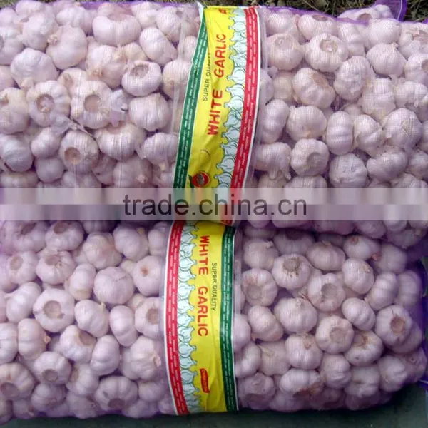 Fresh Garlic
