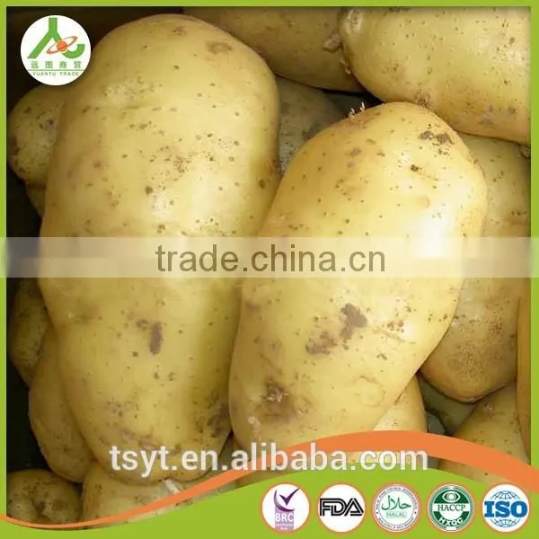 Best Quality Fresh Irish Potatoes Potato photo-6